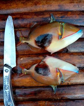 Frozen Fish Stock Photos