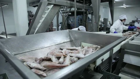 Frozen fish processing line factory Video stock 102067545