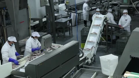 Frozen fish processing line factory Video stock 102067548