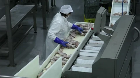 Frozen fish processing line factory Video stock 102067578