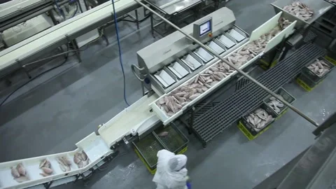 Frozen fish processing line factory Video stock 102067626