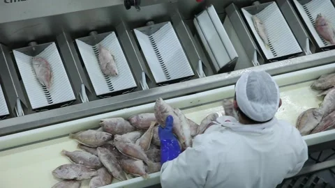 Frozen fish processing line factory Video stock 102067673