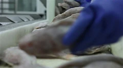 Frozen fish processing line Stock Footage 58885460