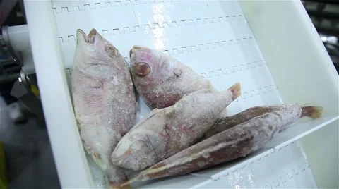 Frozen fish processing line Stock Footage 58885548
