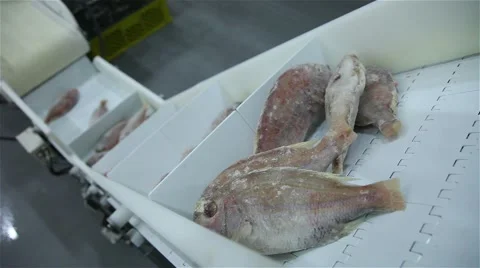 Frozen fish processing line Stock Footage 58885577