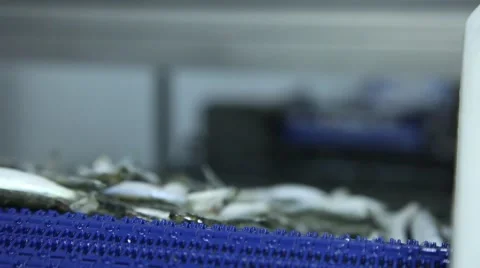 Frozen fish processing line Stockbeeldmateriaal 60428198