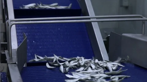 Frozen fish processing line Video stock 70579836
