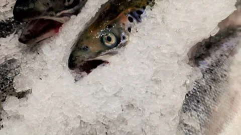 Frozen fish salmon in the ice on the store shelf in the supermarket. Video stock 292371594