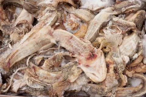 Frozen fish waste Stock Photos