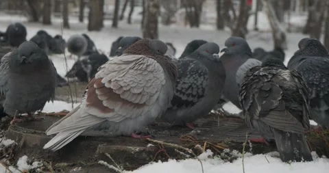 A frozen flock of grey pigeons basks on a warm cast-iron hatch. Vídeos de archivo 292373121