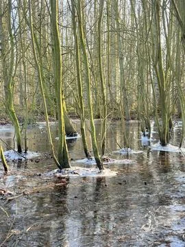 Frozen Flooded Forest 库存照片