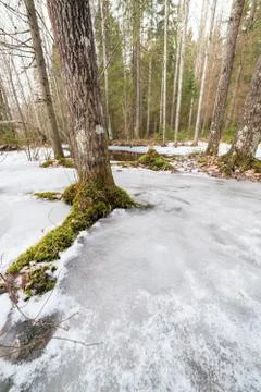 Frozen flooded river in forest Stock Photos