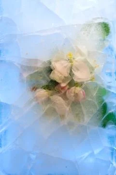 Frozen   flower of apple Stock Photos