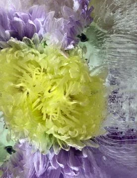 Frozen   flower of   aster Foto stock