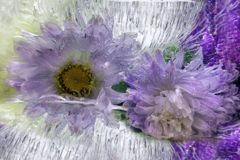 Frozen   flower of   aster Foto stock