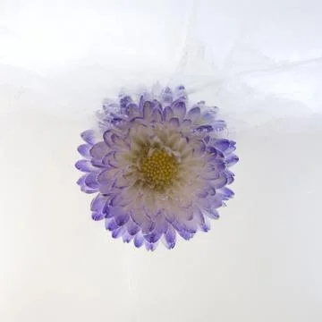 Frozen   flower of   aster Stock Photos