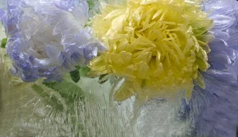 Frozen   flower of   aster Stock Photos