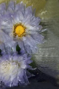 Frozen   flower of   aster Stock Photos