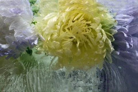 Frozen   flower of   aster Stock Photos