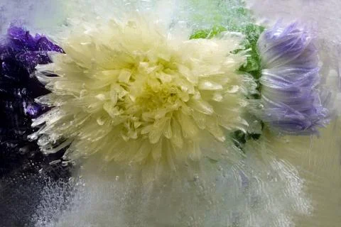 Frozen   flower of   aster Stock Photos
