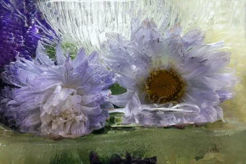 Frozen   flower of   aster Foto stock