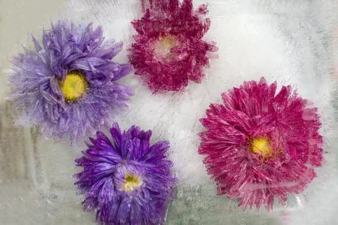 Frozen   flower of   aster Stock Photos