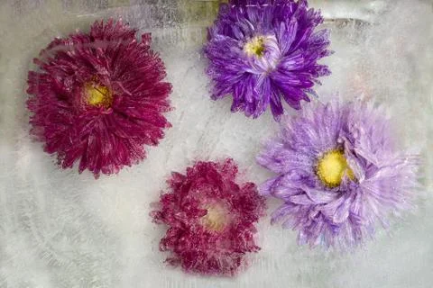 Frozen   flower of   aster Stock Photos