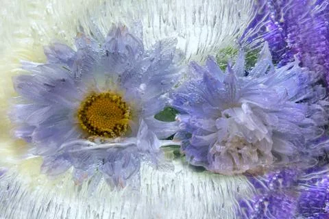Frozen   flower of   aster Stock Photos