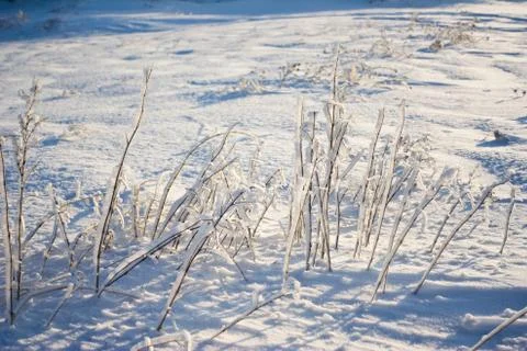 Frozen flower on a background of the snow 写真素材