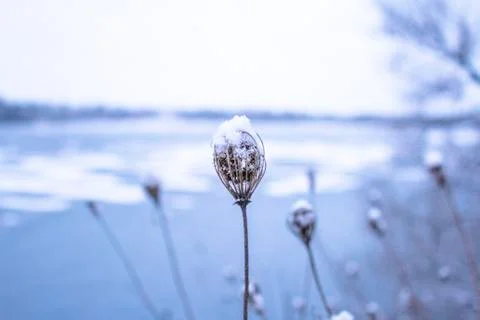 A frozen flower in front of an unfocused frozen lake. Stock Photos
