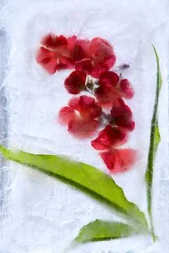 Frozen   flower of   geranium Stock Photos