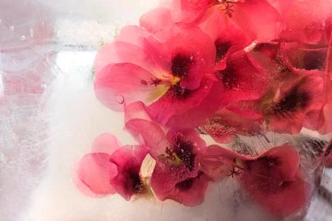 Frozen   flower of   geranium Stock Photos