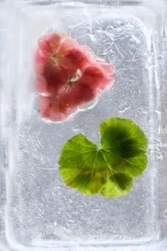 Frozen   flower of   geranium Stock Photos