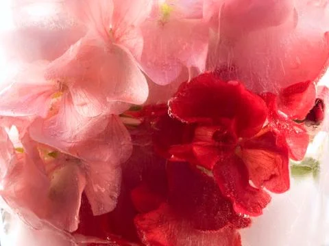 Frozen   flower of   geranium Stock Photos