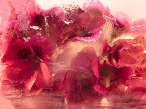 Frozen   flower of   geranium Stock Photos