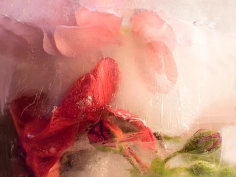 Frozen   flower of   geranium Stock Photos