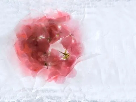 Frozen   flower of   geranium Stock Photos
