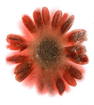 Frozen  flower of gerbera Stock Photos