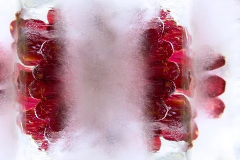 Frozen   flower of   Gerbera Stock Photos