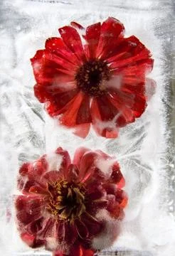 Frozen   flower of   Gerbera Stock Photos