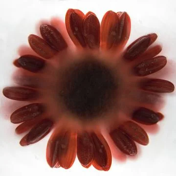Frozen   flower of   Gerbera Stock Photos