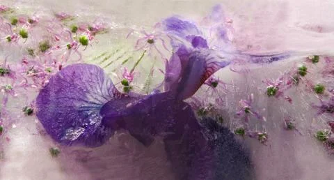 Frozen   flower of  iris Stock Photos