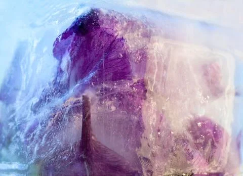 Frozen   flower of         iris Stock Photos