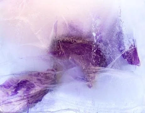 Frozen   flower of         iris Foto stock