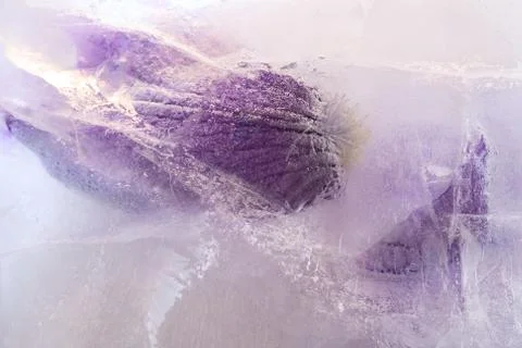 Frozen   flower of  iris Stock Photos