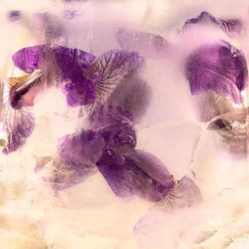 Frozen   flower of  iris Stock Photos