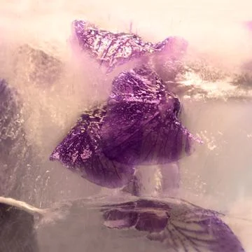 Frozen   flower of  iris Stock Photos