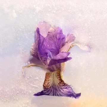 Frozen   flower of  iris Stock Photos