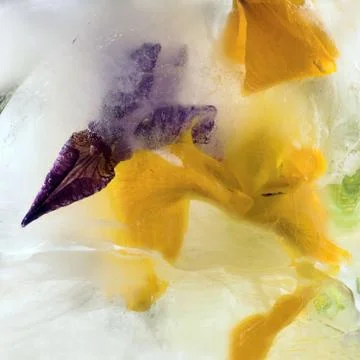 Frozen   flower of  iris Foto stock