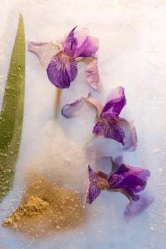Frozen   flower of  iris Stock Photos
